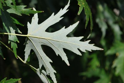 Acer saccharinum 'Wieri'- javor stříbrný'Wieri' - list rub